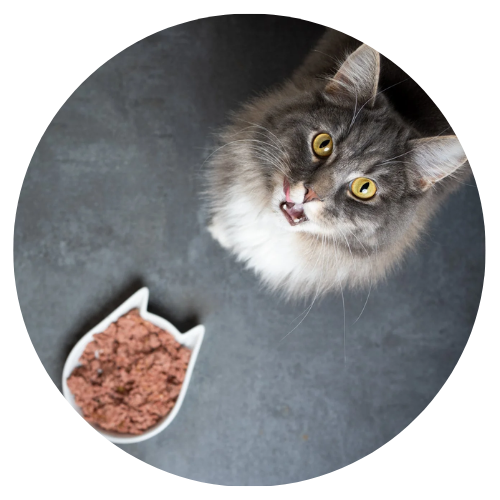 Cat Food