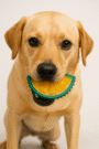 Citrus Slice Dog Chew Toy – Durable Lemon Slice Teething & Dental Toy (Yellow & Green)