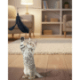 PetRoyale® Interactive Cat Teaser Wand with Suction Cup | Feather Teaser Toy for Endless Indoor Play | High-Engagement Cat Exercise Toy