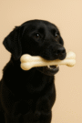 Ivory Bone-Shaped Durable Dog Chew Toy – Teething & Chewing Fun