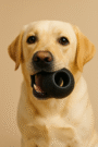 Heavy-Duty Black Rubber Hole Ball Dog Toy