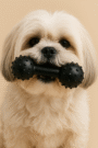 Black Spiky Dumbbell Dog Chew Toy with Bell